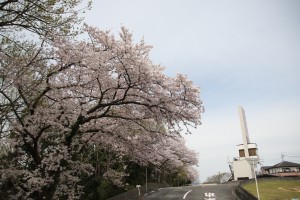 2016年桜が満開に